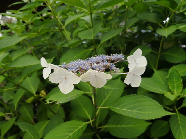 f:id:hiraryo0201:20180623071352j:image