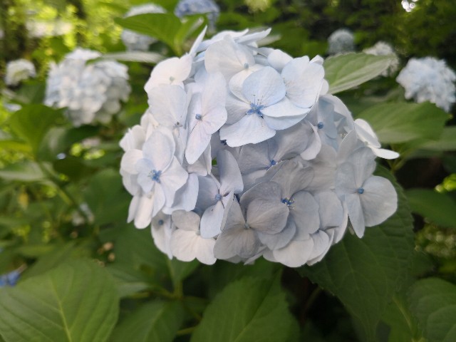 f:id:hiraryo0201:20180623071410j:image f:id:hiraryo0201:20180623071410j:image