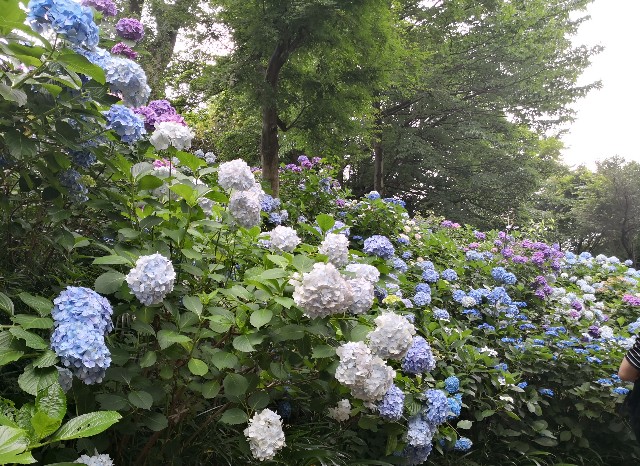 f:id:hiraryo0201:20180623071509j:image f:id:hiraryo0201:20180623071509j:image