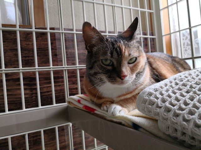 f:id:hiraryo0201:20180624213101j:plain f:id:hiraryo0201:20180624213101j:plain