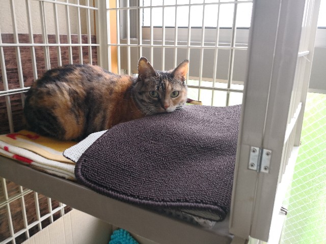 f:id:hiraryo0201:20180624213220j:image f:id:hiraryo0201:20180624213220j:image