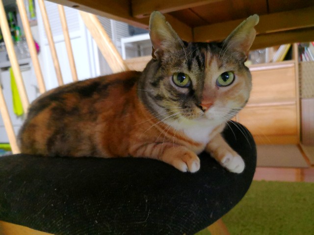 f:id:hiraryo0201:20180624215303j:image f:id:hiraryo0201:20180624215303j:image