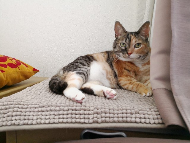 f:id:hiraryo0201:20180630095553j:image