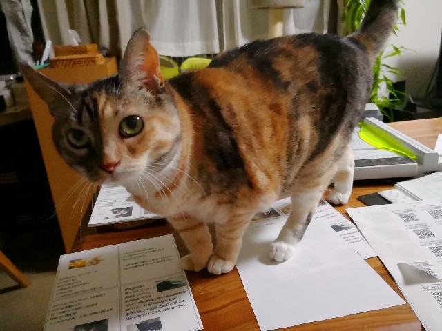 f:id:hiraryo0201:20180703163218j:image f:id:hiraryo0201:20180703163218j:image