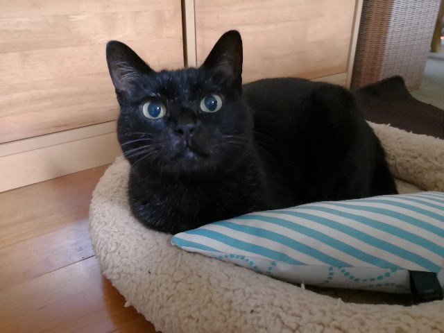 f:id:hiraryo0201:20180708101948j:image