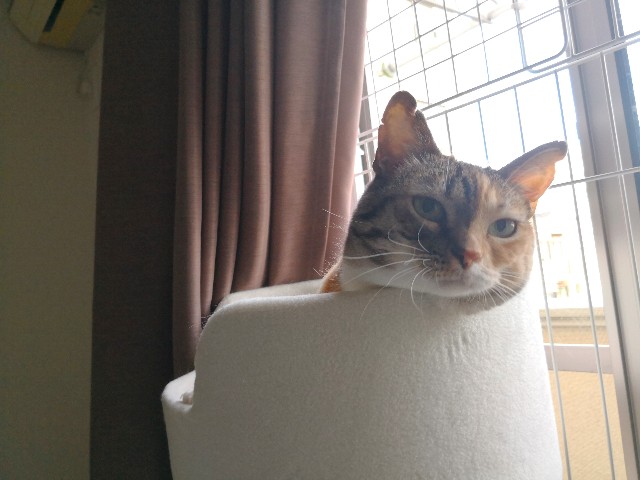 f:id:hiraryo0201:20180708182145j:image