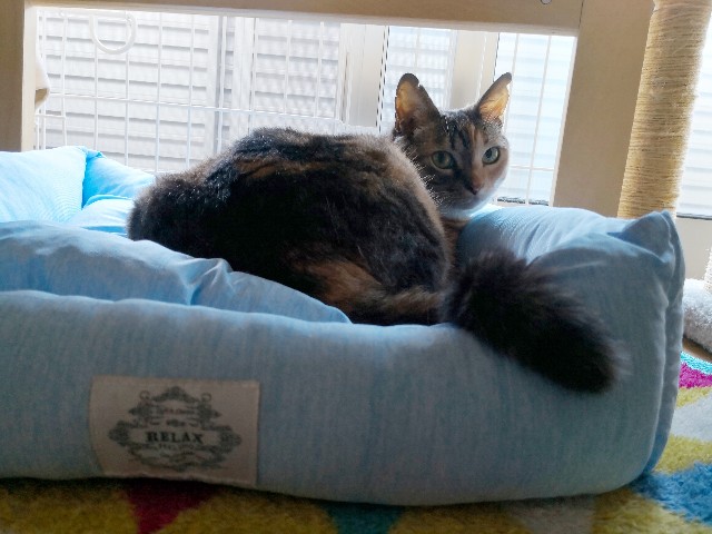 f:id:hiraryo0201:20180709162049j:image