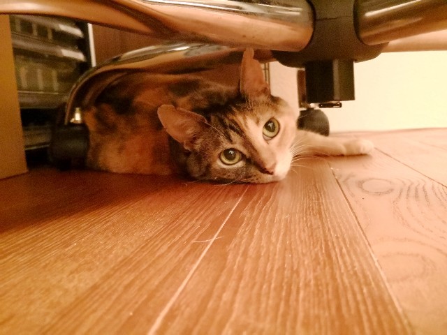 f:id:hiraryo0201:20180710112609j:image f:id:hiraryo0201:20180710112609j:image