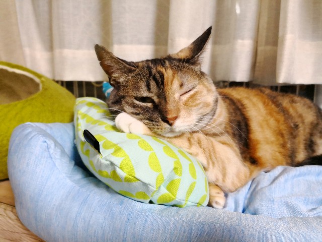 f:id:hiraryo0201:20180713165649j:image f:id:hiraryo0201:20180713165649j:image