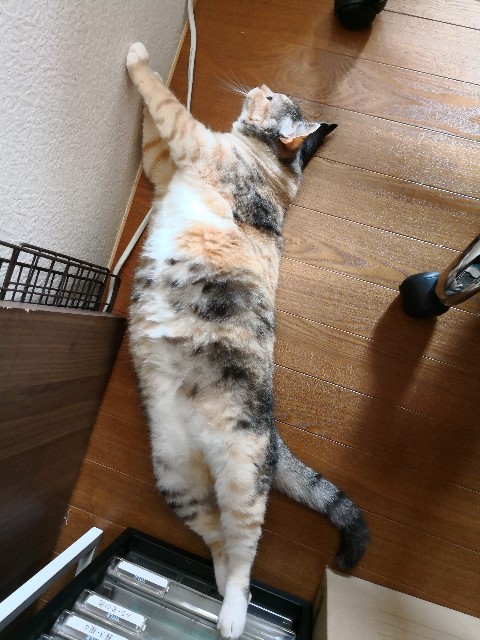 f:id:hiraryo0201:20180714184024j:image f:id:hiraryo0201:20180714184024j:image