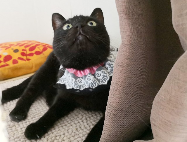 f:id:hiraryo0201:20180716132750j:image f:id:hiraryo0201:20180716132750j:image