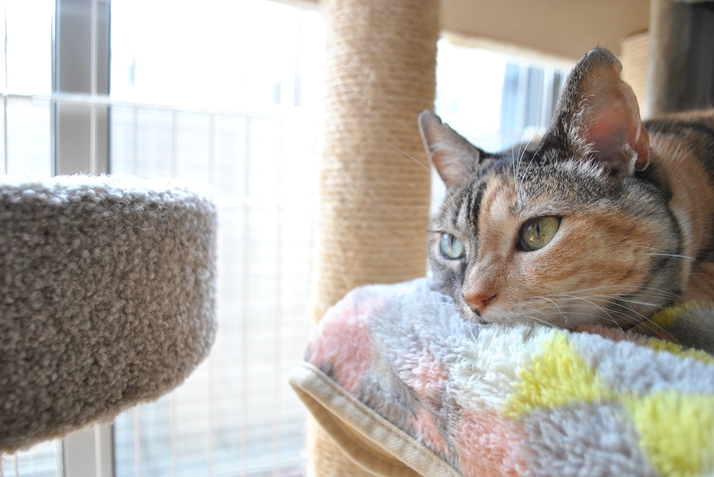 f:id:hiraryo0201:20180716152837j:plain f:id:hiraryo0201:20180716152837j:plain