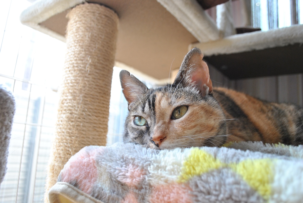 f:id:hiraryo0201:20180716152847j:plain f:id:hiraryo0201:20180716152847j:plain