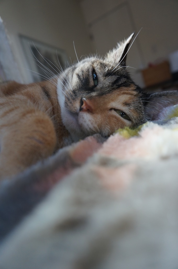 f:id:hiraryo0201:20180716152915j:plain f:id:hiraryo0201:20180716152915j:plain