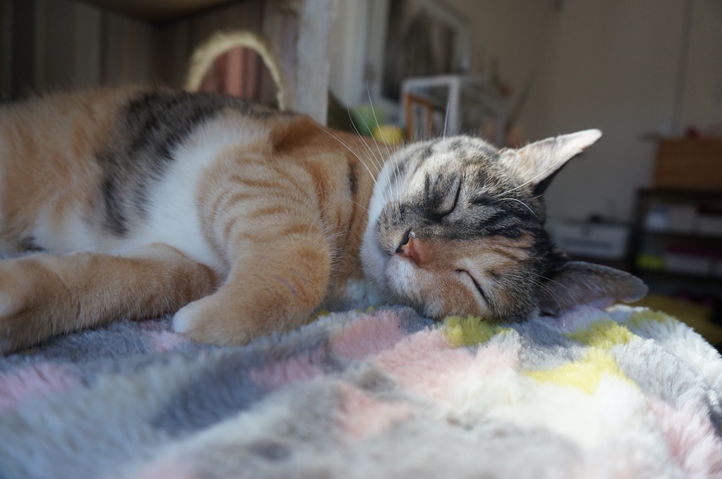 f:id:hiraryo0201:20180716152935j:plain f:id:hiraryo0201:20180716152935j:plain