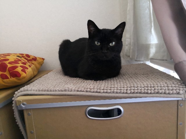 f:id:hiraryo0201:20180722072614j:image f:id:hiraryo0201:20180722072614j:image