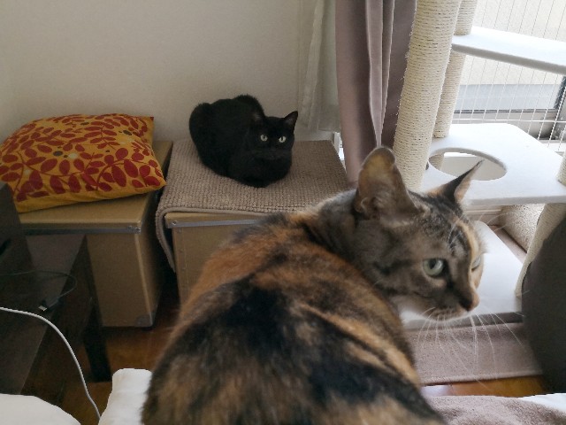 f:id:hiraryo0201:20180722072658j:image f:id:hiraryo0201:20180722072658j:image