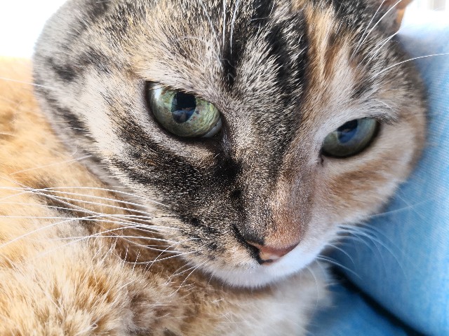 f:id:hiraryo0201:20180722072731j:image f:id:hiraryo0201:20180722072731j:image