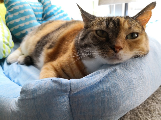 f:id:hiraryo0201:20180722072756j:image f:id:hiraryo0201:20180722072756j:image