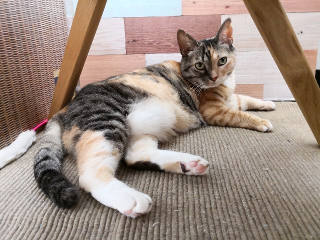 f:id:hiraryo0201:20180722112201j:image