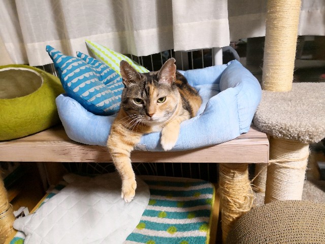 f:id:hiraryo0201:20180729152711j:image