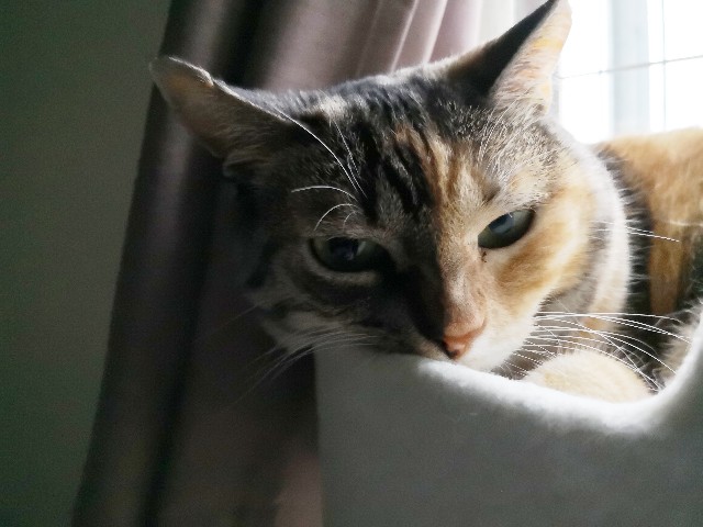 f:id:hiraryo0201:20180729153808j:image