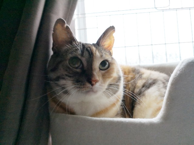 f:id:hiraryo0201:20180729153828j:image