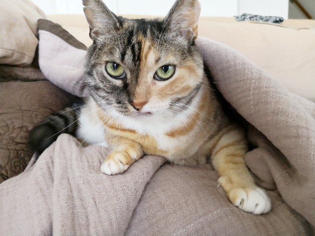 f:id:hiraryo0201:20180804073431j:plain