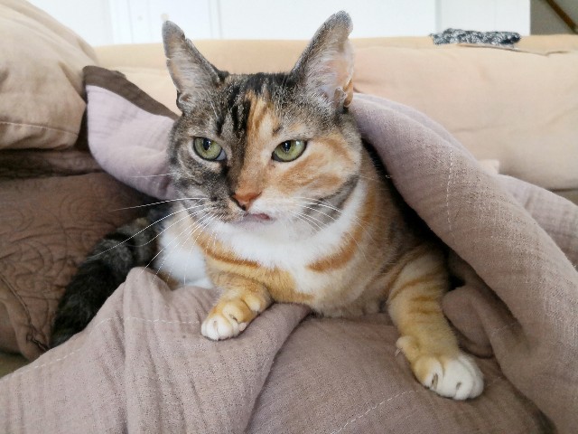 f:id:hiraryo0201:20180804073443j:image