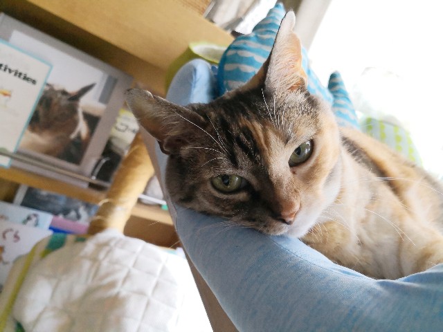 f:id:hiraryo0201:20180804073540j:image