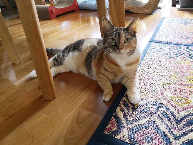 f:id:hiraryo0201:20180804112401j:image