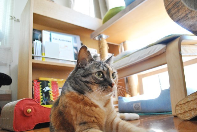 f:id:hiraryo0201:20180805103232j:plain f:id:hiraryo0201:20180805103232j:plain