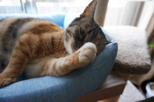 f:id:hiraryo0201:20180805103431j:plain