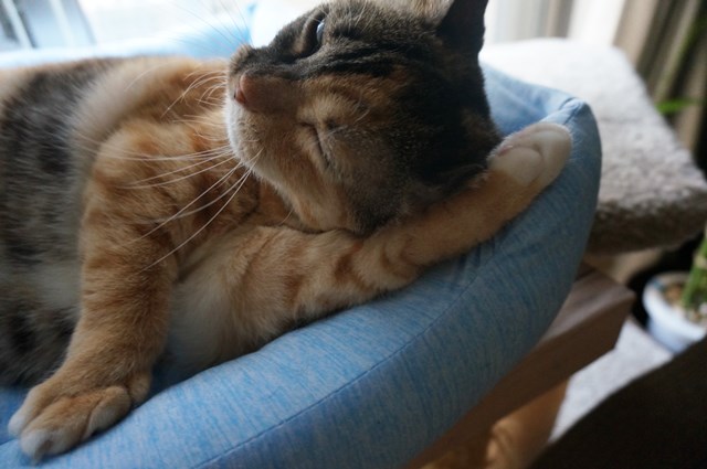 f:id:hiraryo0201:20180805103440j:plain