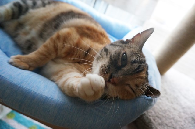 f:id:hiraryo0201:20180805103453j:plain