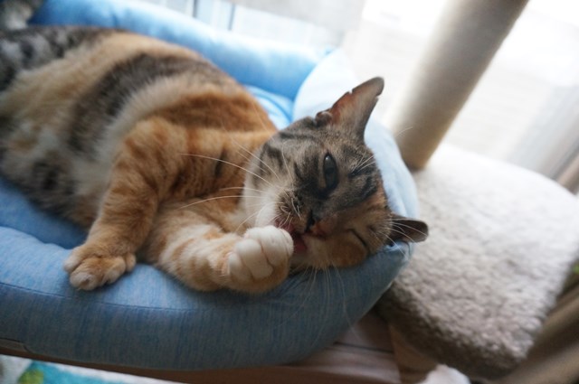 f:id:hiraryo0201:20180805103503j:plain