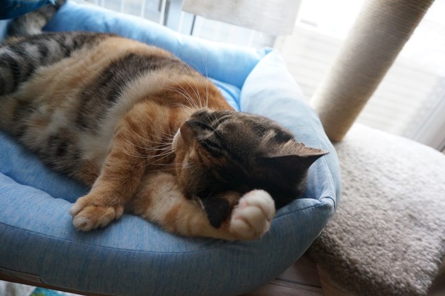 f:id:hiraryo0201:20180805103518j:plain