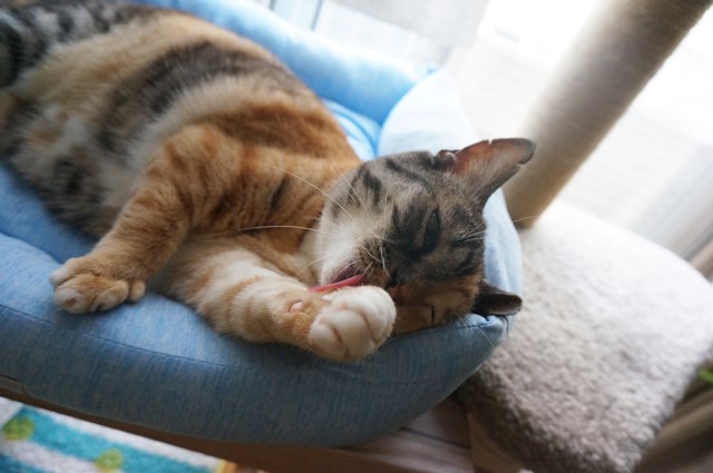 f:id:hiraryo0201:20180805103527j:plain