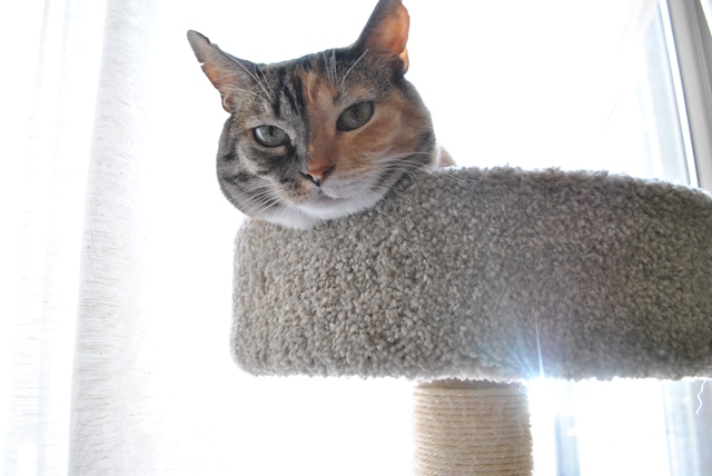 f:id:hiraryo0201:20180809221209j:plain f:id:hiraryo0201:20180809221209j:plain