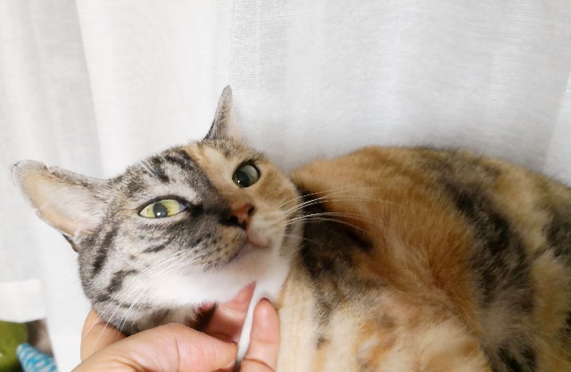 f:id:hiraryo0201:20180810102512j:image f:id:hiraryo0201:20180810102512j:image