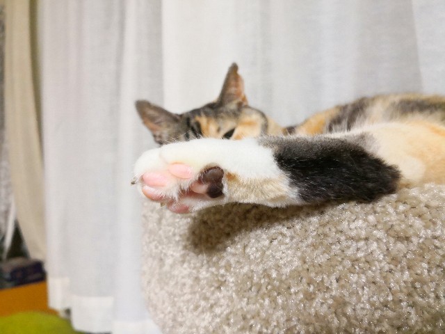 f:id:hiraryo0201:20180810102528j:plain f:id:hiraryo0201:20180810102528j:plain