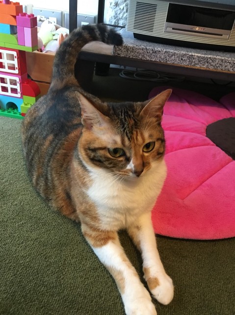 f:id:hiraryo0201:20180810103105j:image f:id:hiraryo0201:20180810103105j:image