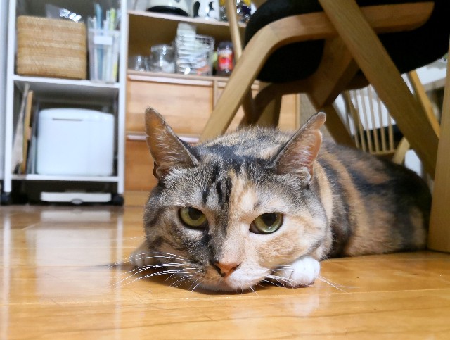 f:id:hiraryo0201:20180812110503j:plain