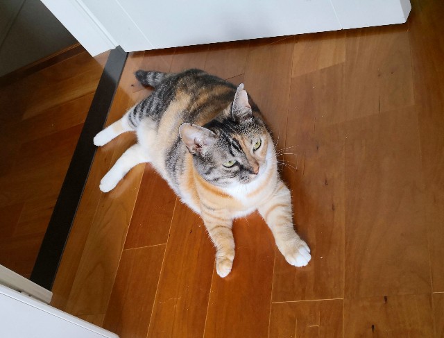 f:id:hiraryo0201:20180812110654j:image