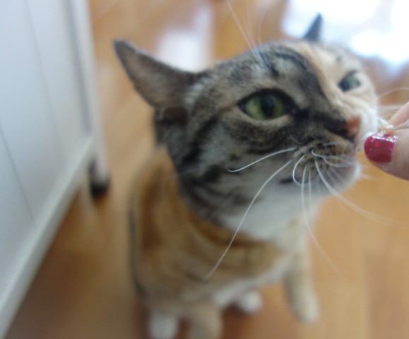 f:id:hiraryo0201:20180812122136j:plain f:id:hiraryo0201:20180812122136j:plain