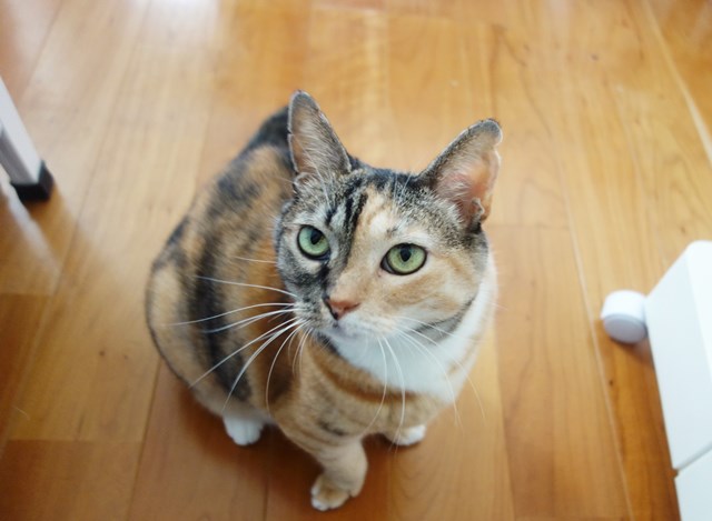 f:id:hiraryo0201:20180812122149j:plain f:id:hiraryo0201:20180812122149j:plain