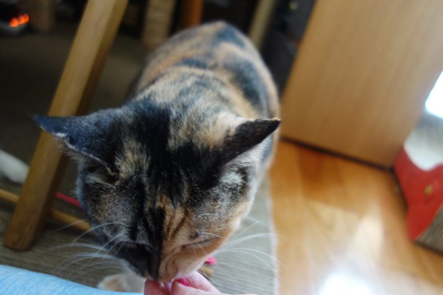 f:id:hiraryo0201:20180812122152j:plain f:id:hiraryo0201:20180812122152j:plain