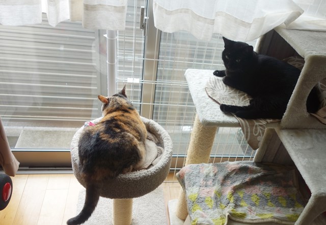 f:id:hiraryo0201:20180812122501j:plain f:id:hiraryo0201:20180812122501j:plain