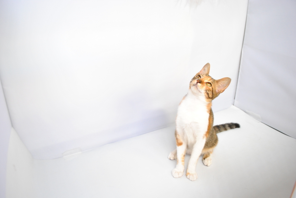 f:id:hiraryo0201:20180812160638j:plain f:id:hiraryo0201:20180812160638j:plain