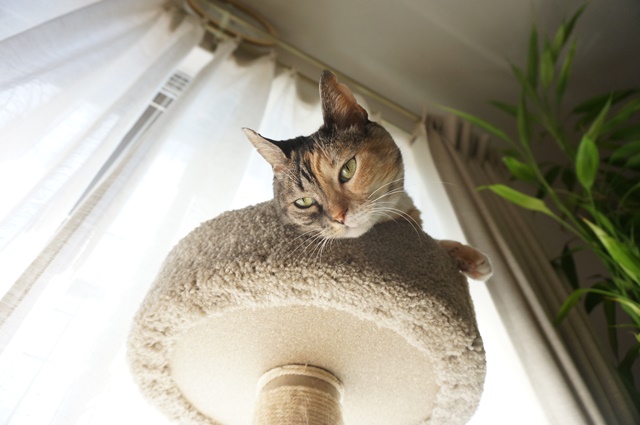 f:id:hiraryo0201:20180818124105j:plain f:id:hiraryo0201:20180818124105j:plain